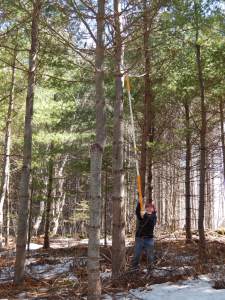 As the trees get taller it is necessary to move to a telescoping pruning saw.  These saws work amazingly well.