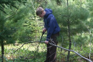Graham cutting an aspen to make into a walking stick.  The aspen was growing in a pine plantation and needed to be removed anyway.  Making money and improving the woodlot at the same time!